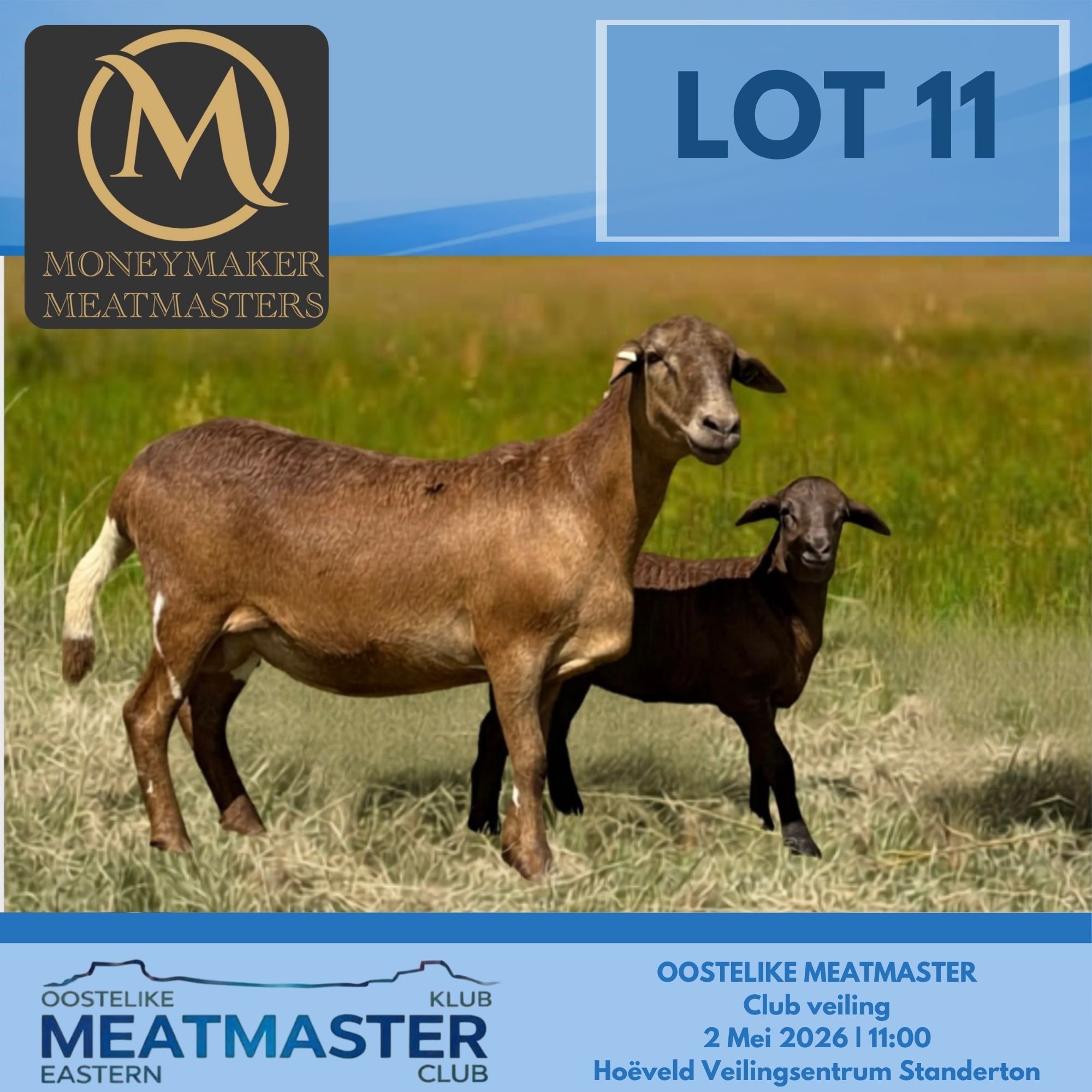 Lot 11