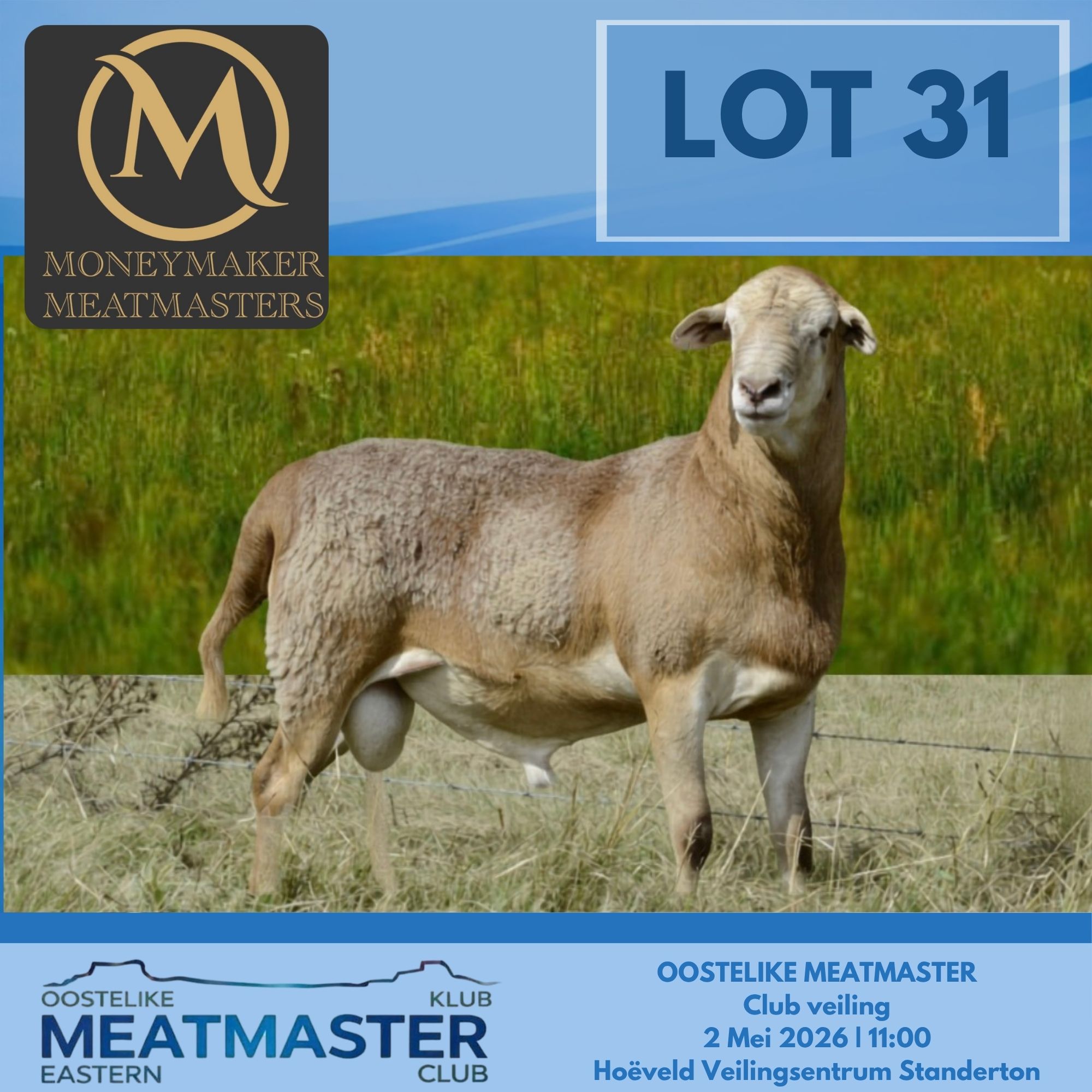 Lot 31