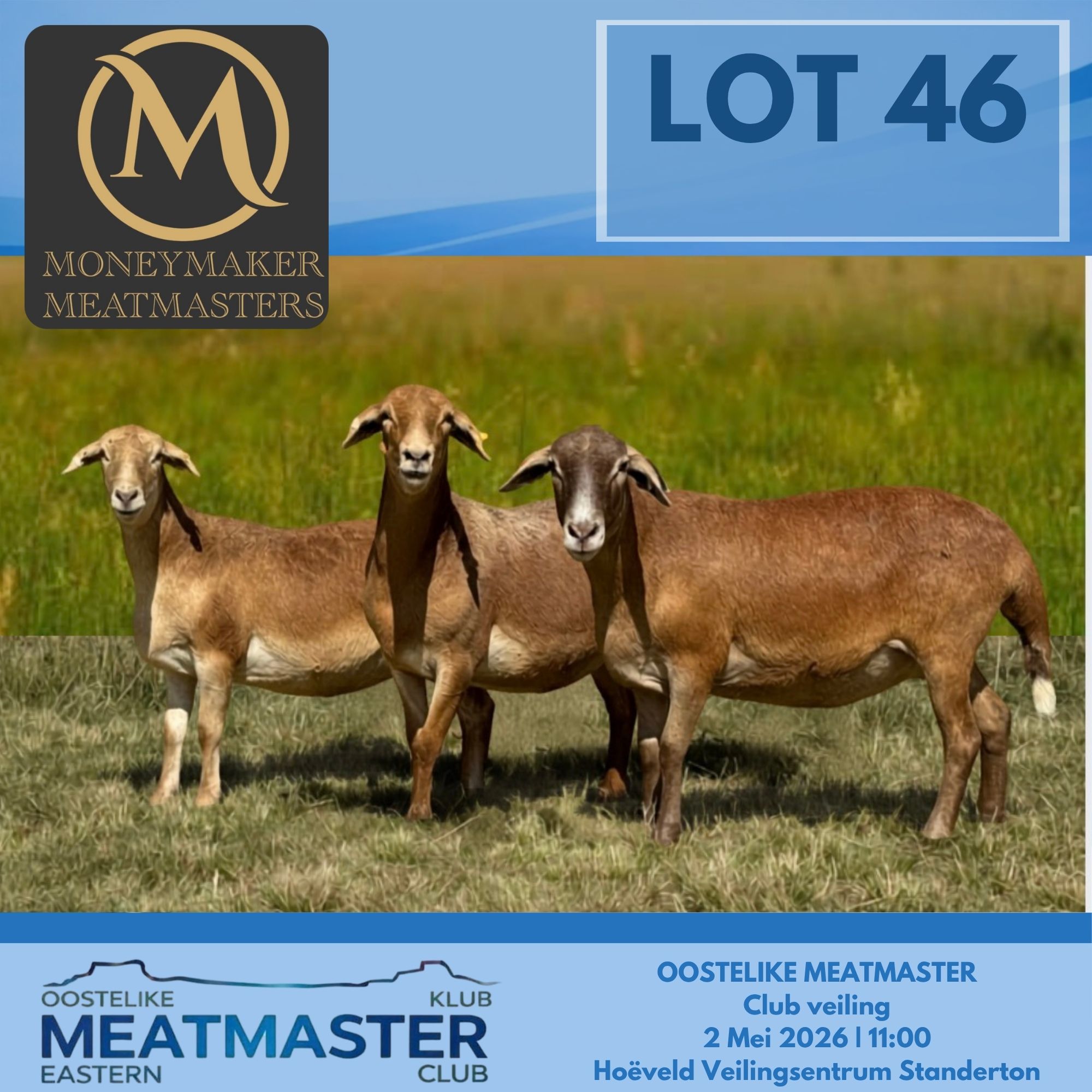 Lot 46