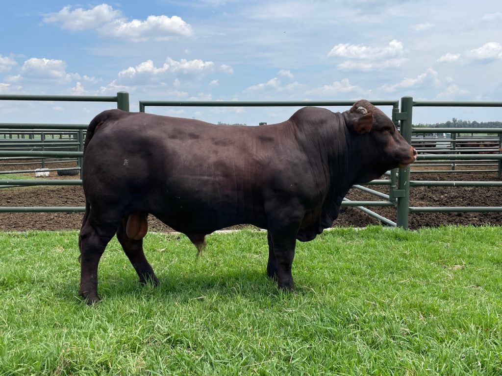 Bonro Bonsmaras @ PDR Boerdery