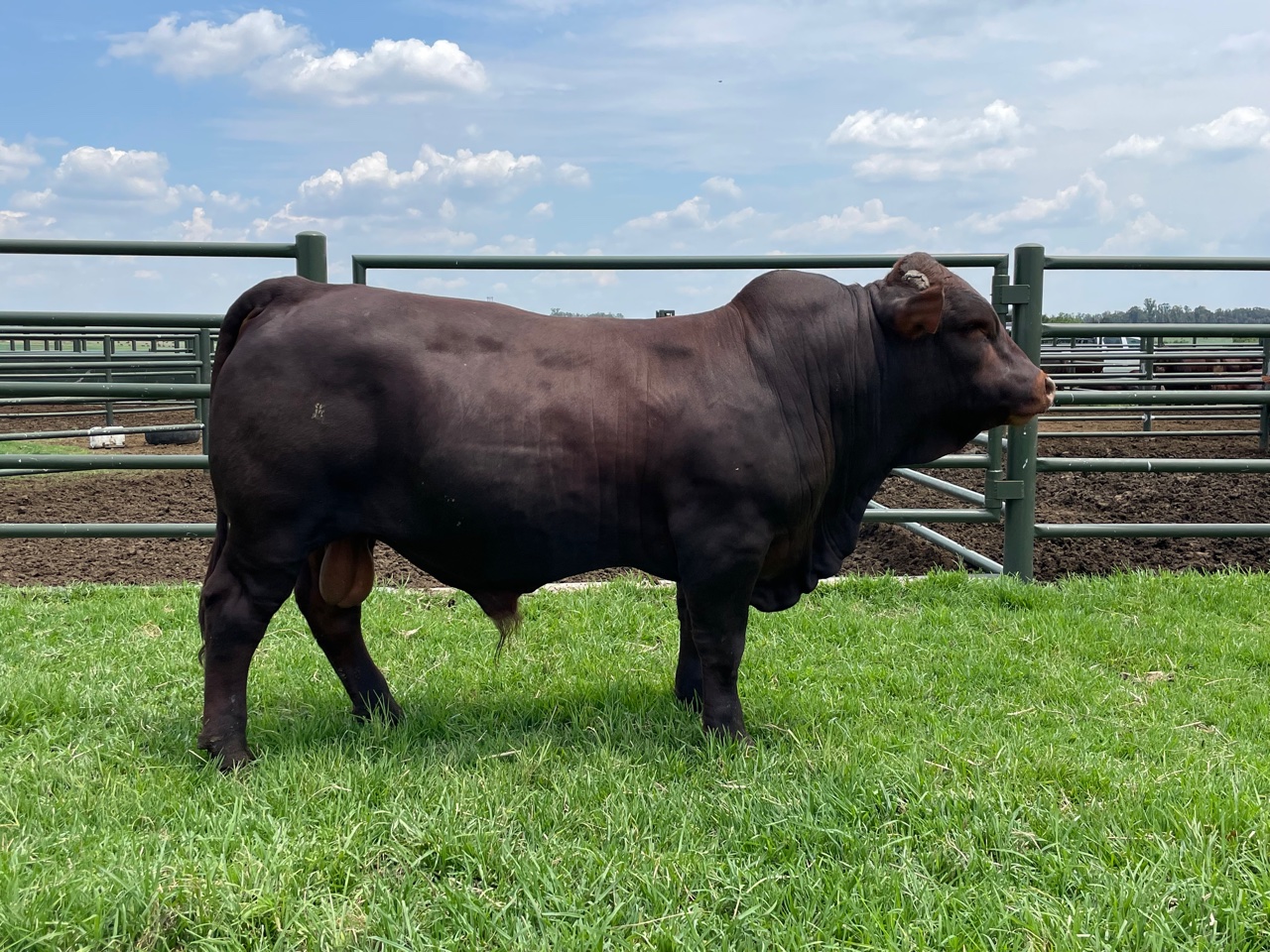 Bonro Bonsmaras @ PDR Boerdery