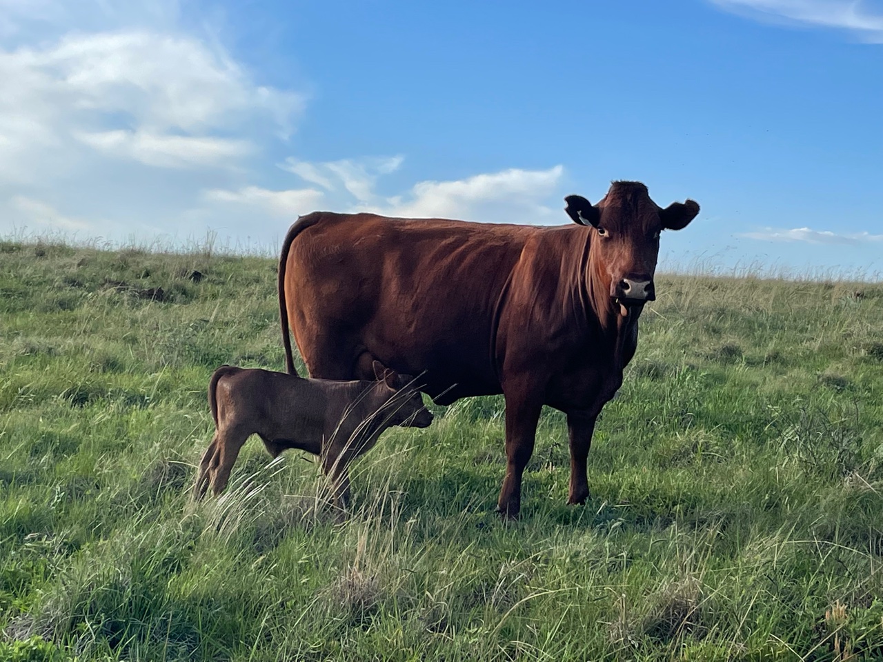 Bonro Bonsmaras @ PDR Boerdery