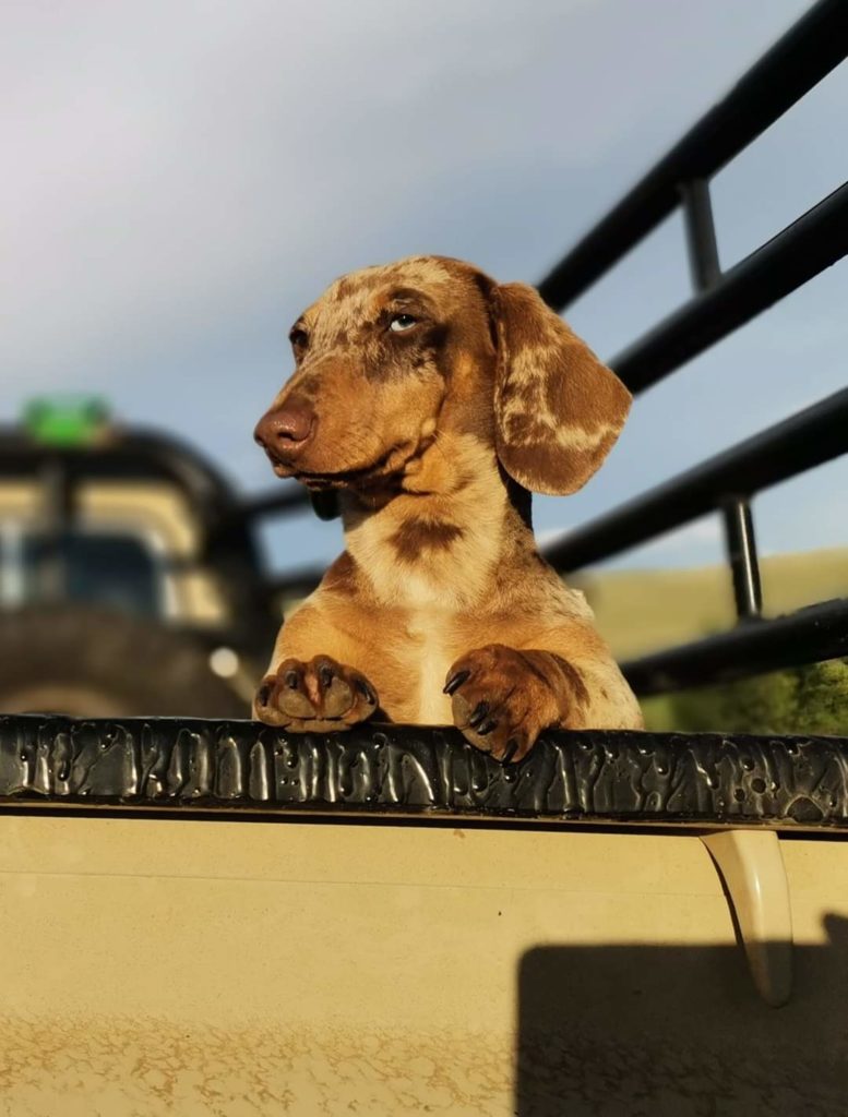 Pdr Repros Topdeck Miniature Dachshunds